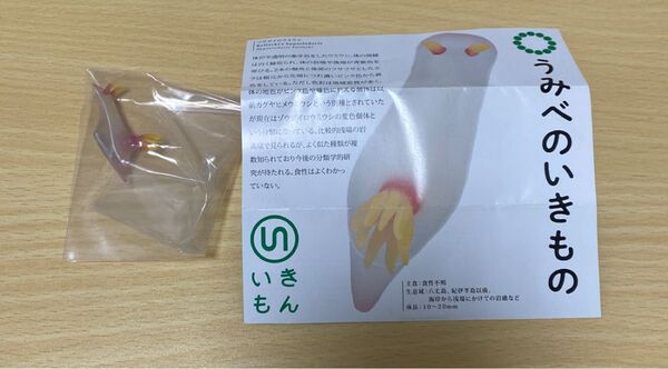 うみべのいきもの ゾウゲイロウミウシ 単品