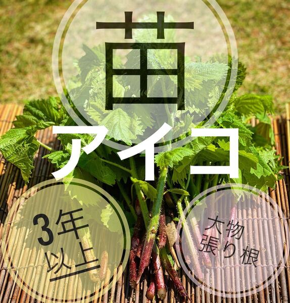 山菜のアイコの茎芽!3〜5年の大物!植え替え時期の今だけの出品!数量限定