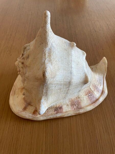 特大 レア 28センチ トウカムリガイ 貝殻 巻貝 インテリア海の宝 置物