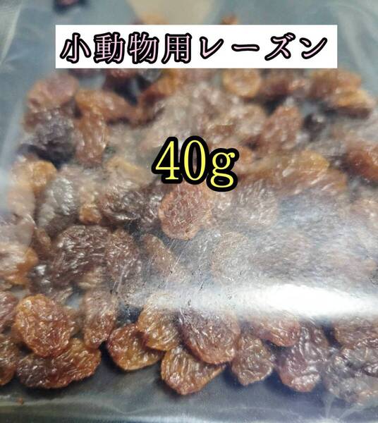 小動物のおやつ ドライレーズン40g レーズン 干し葡萄 ハムスター チンチラ デグー モルモット