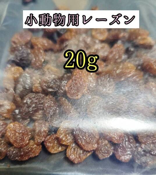 小動物のおやつ ドライレーズン20g レーズン 干し葡萄 ハムスター チンチラ デグー モルモット