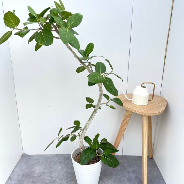 フィカス ベンガレンシス 曲がり 7【現品】観葉植物 大型 室内