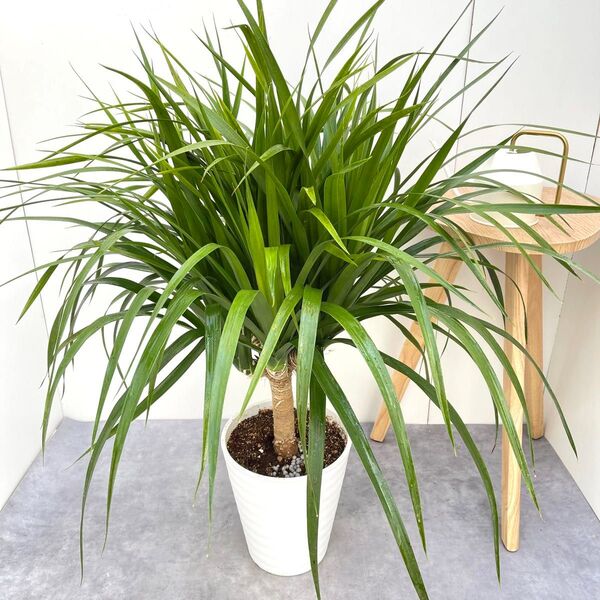 ドラセナ カンボジアーナ 2【現品】☆希少☆ 観葉植物 室内 大型