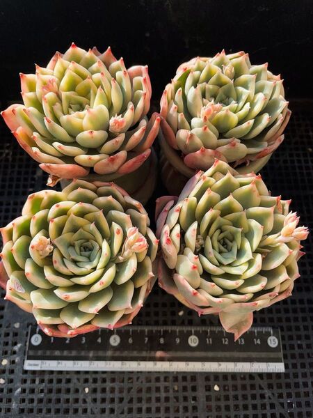 エリカ錦 美斑入り 多肉植物 エケベリア 美斑入り 葉っぱ沢山 大苗 発根済み