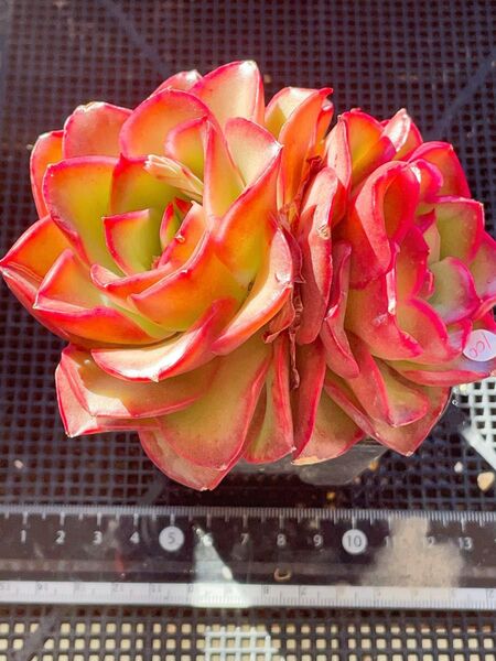 虹ローズ 二頭 ズッシリ 多肉植物 エケベリア 新種 抜き苗