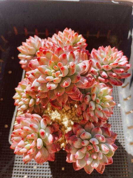 ブルーエルフ錦 大群苗 ピンク覆輪 エケベリア 抜き苗