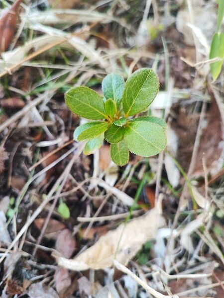 サツキ小苗白ピンクの花苗
