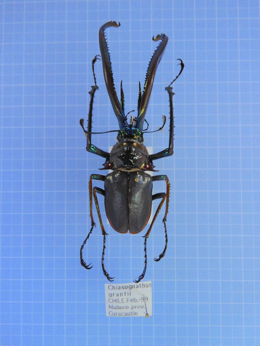 コガシラクワガタ 66mm 標本 - メルカリ