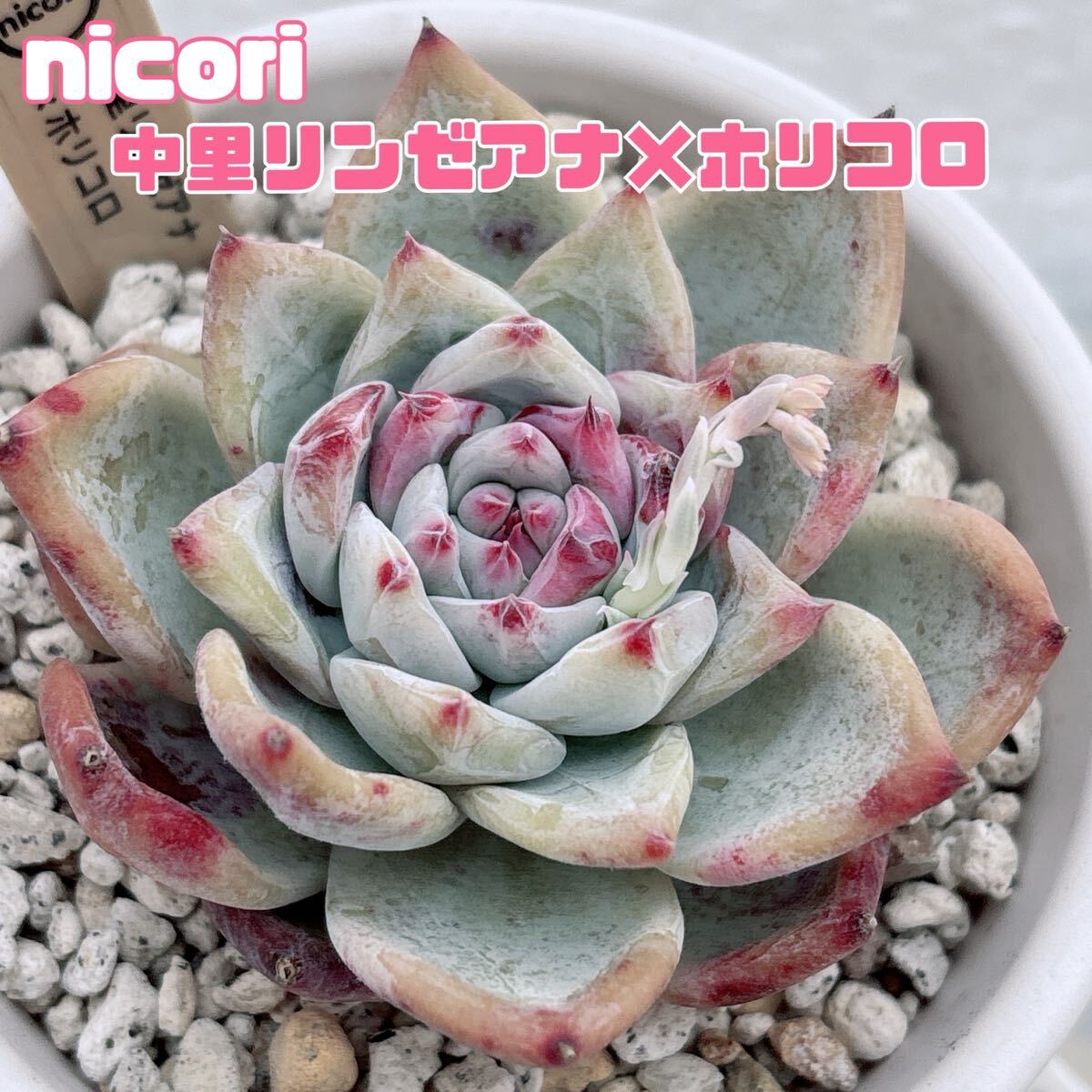 Yahoo!オークション -「ホリコロ」(サボテン) (観葉植物)の落札