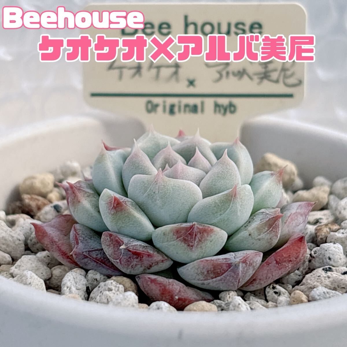 Yahoo!オークション -「beehouse エケベリア」の落札相場・落札価格 Yahoo!オークション -「beehouse エケベリア」の落札相場・落札価格