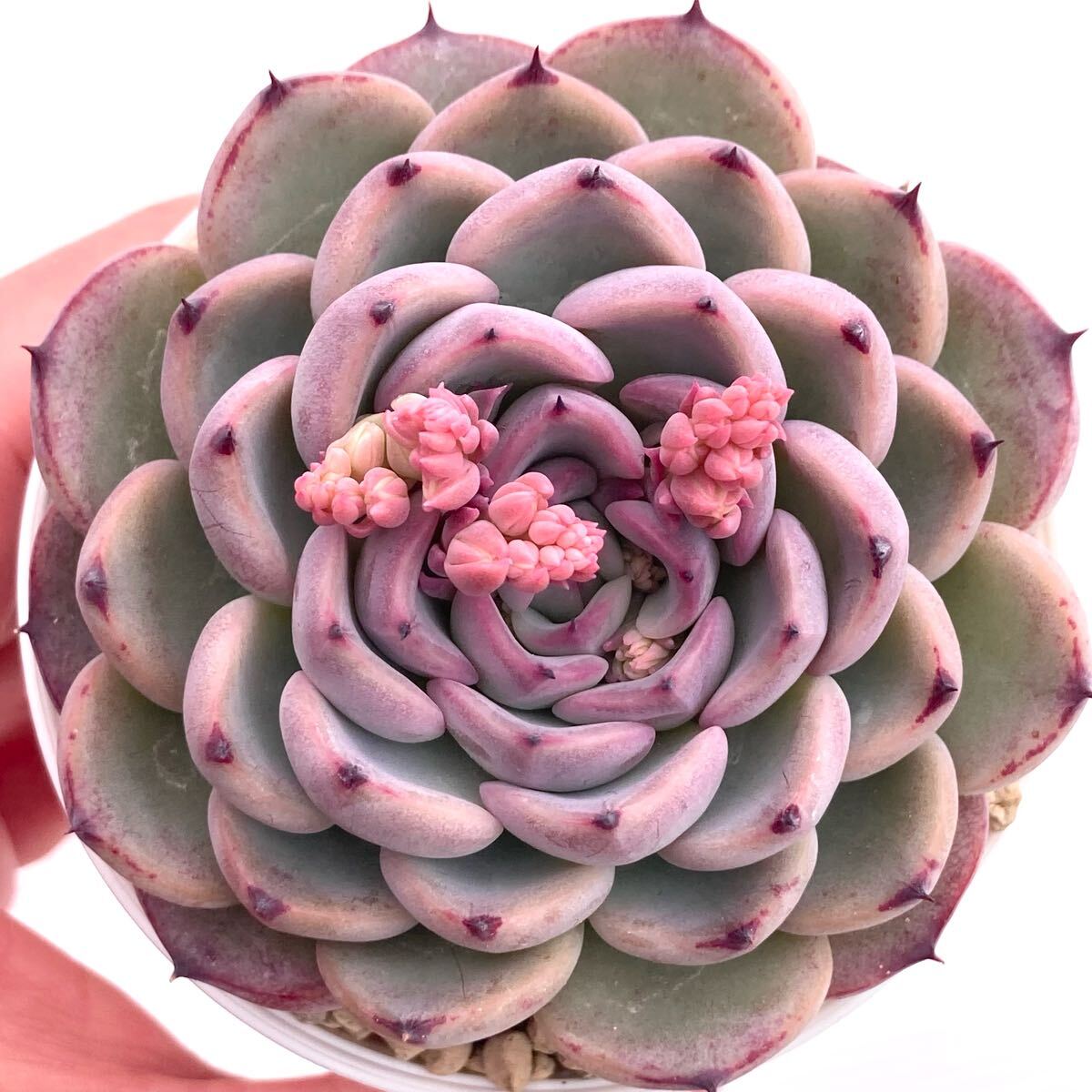 Yahoo!オークション -「ブルー ムーン ブルー」(花、園芸) の Yahoo!オークション -「ブルー ムーン ブルー」(花、園芸) の
