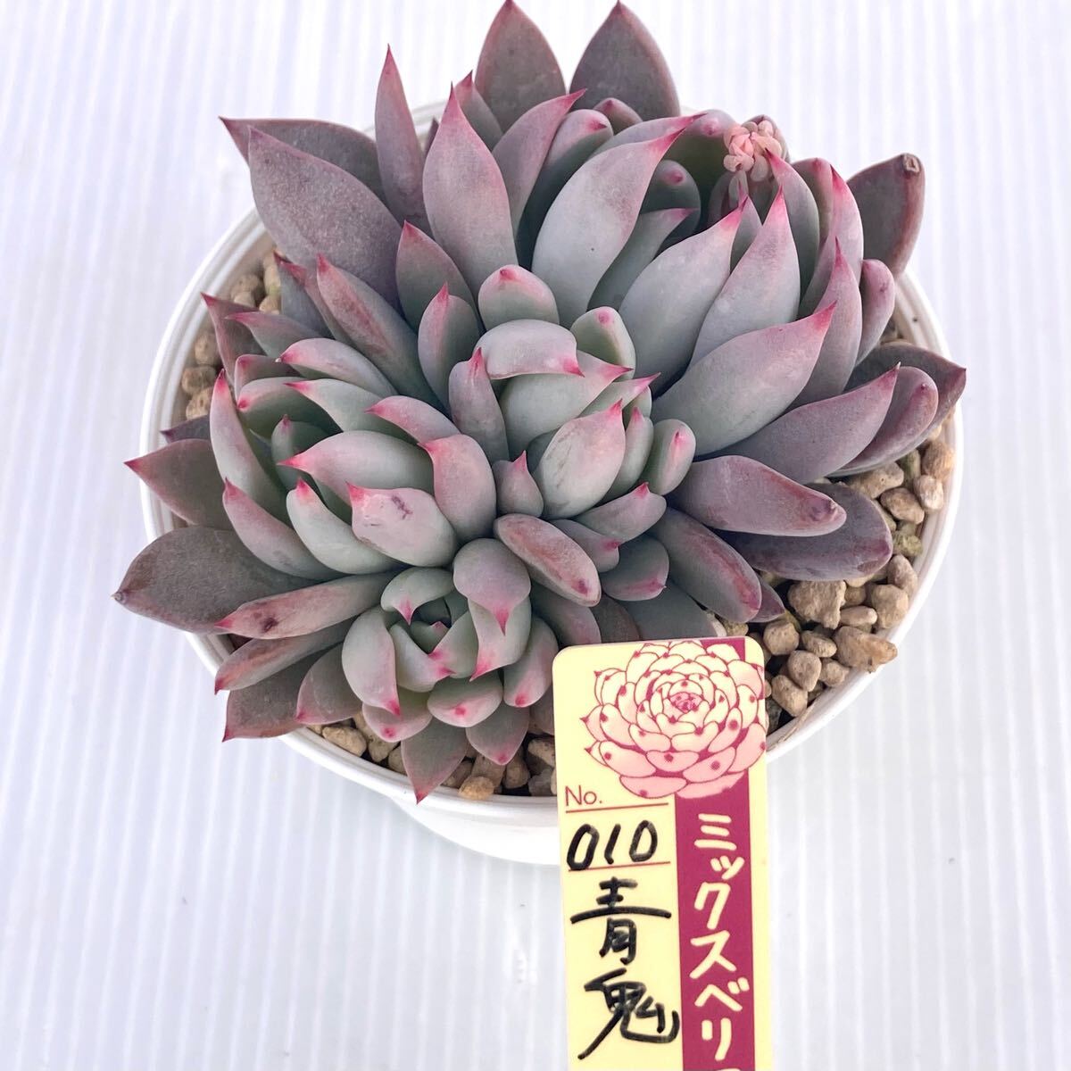 Yahoo!オークション -「青鬼」(観葉植物) の落札相場・落札価格 Yahoo!オークション -「青鬼」(観葉植物) の落札相場・落札価格