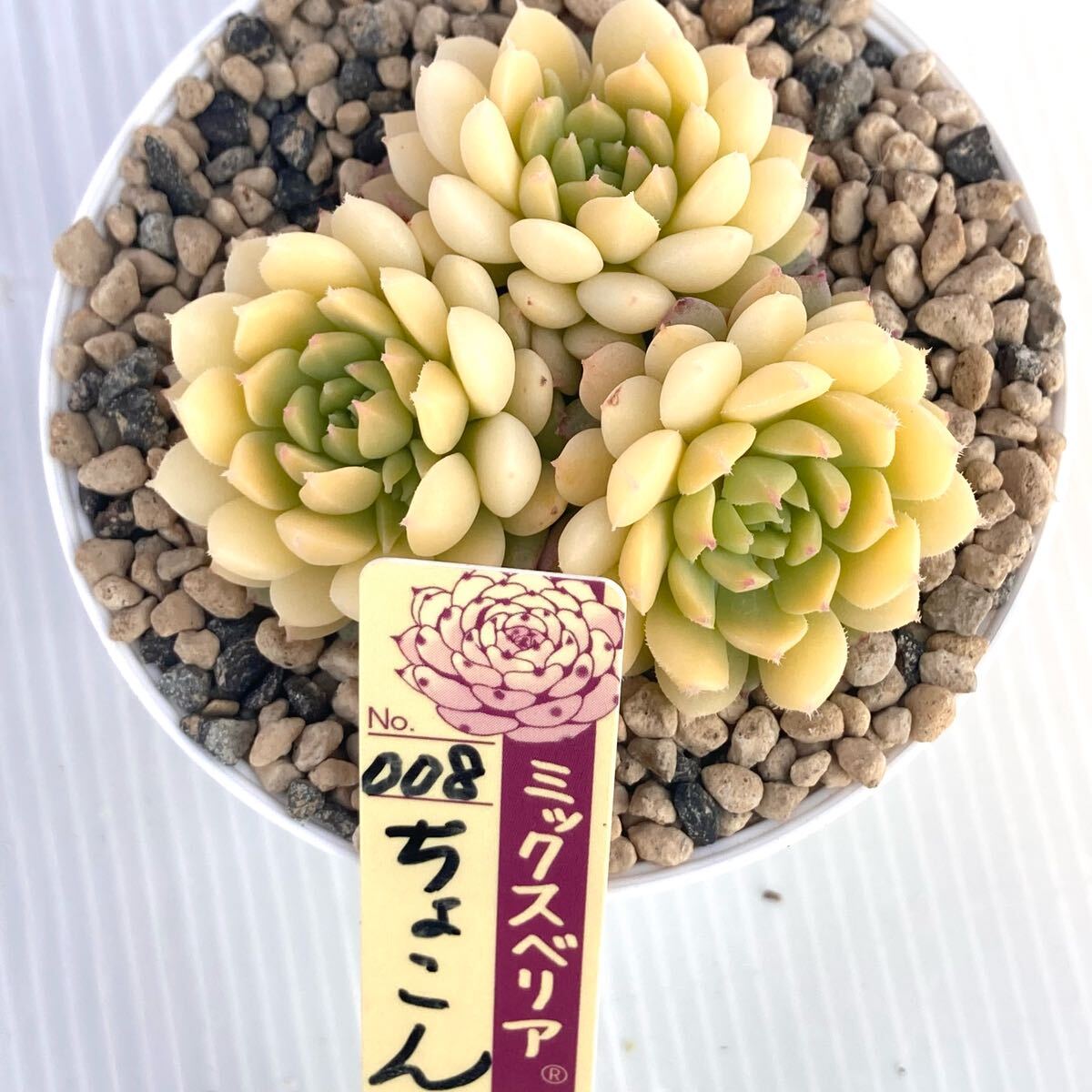 Yahoo!オークション -「ミックスベリア ちょこん」の落札相場 Yahoo!オークション -「ミックスベリア ちょこん」の落札相場