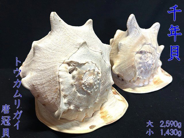 2025年最新】Yahoo!オークション -トウカムリ貝の中古品・新品 2025年最新】Yahoo!オークション -トウカムリ貝の中古品・新品