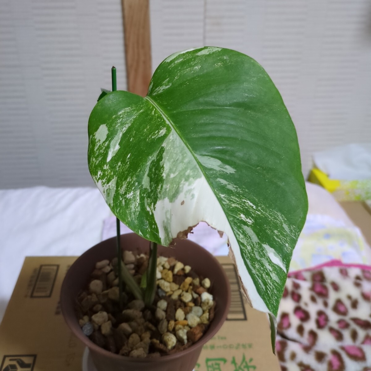 2025年最新】Yahoo!オークション -モンステラ(観葉植物)の中古品 2025年最新】Yahoo!オークション -モンステラ(観葉植物)の中古品