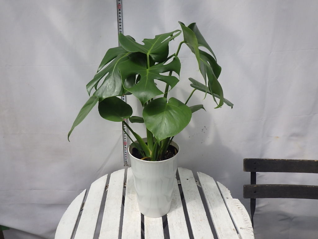 2025年最新】Yahoo!オークション -モンステラ(観葉植物)の中古品