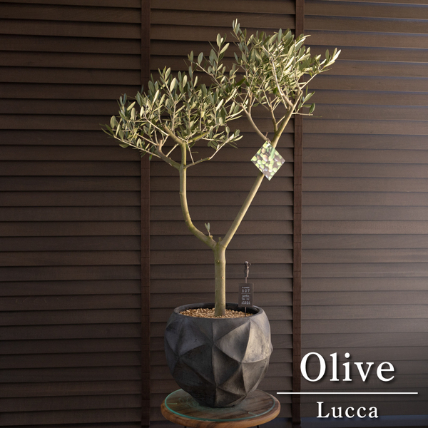 創樹 Olive オリーブの木 ルッカ SOUJU Lucca オリーブ 9号 陶器鉢 0320BK