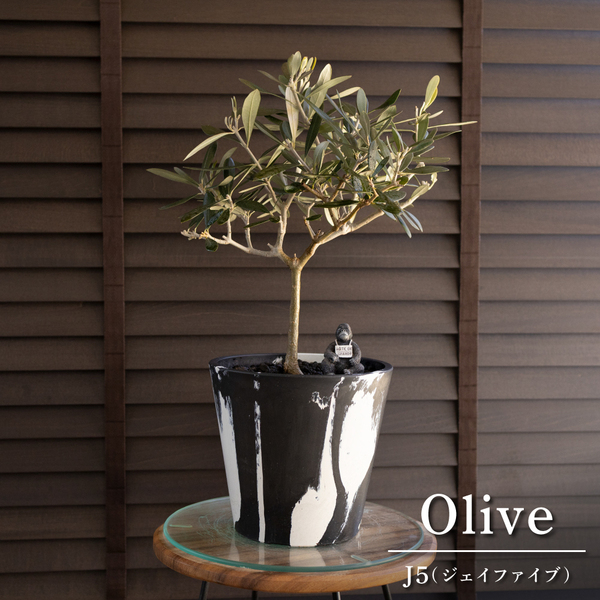 Olive オリーブの木 J5 ジェイファイブ 7号マーブル樹脂ポット オリーブ 庭木 樹木 果樹