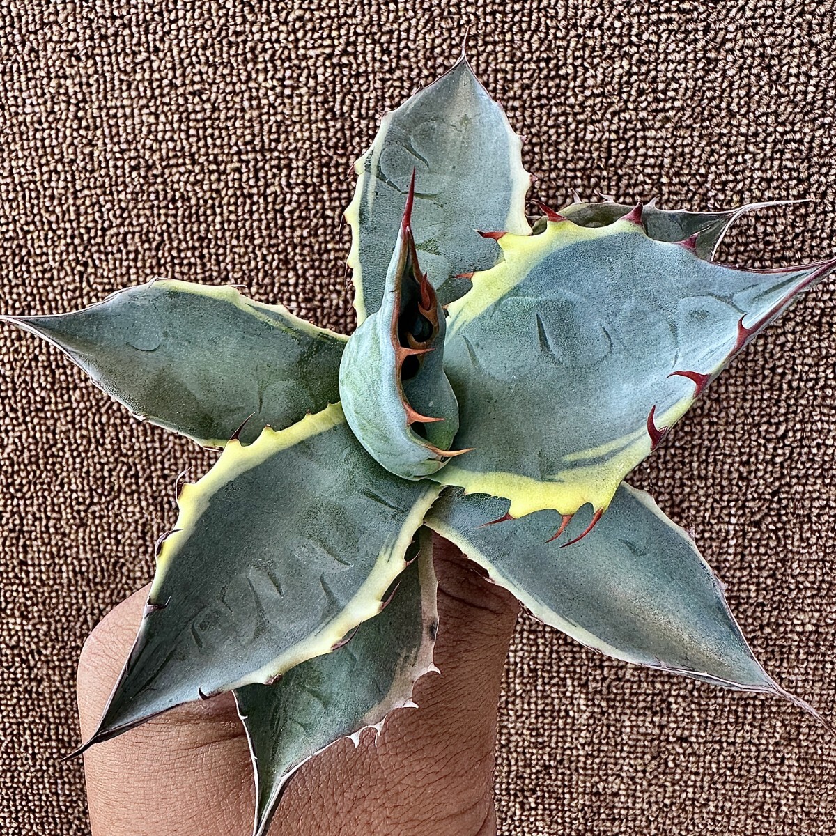 Yahoo!オークション -「seastar」(アガベ) (観葉植物)の落札相場