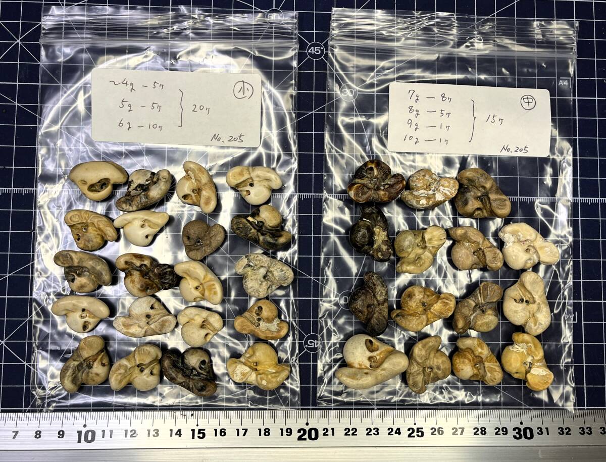 イルカの耳骨化石　2個セット　送料込み Yahoo!オークション -「イルカ 骨」(科学、自然) の落札相場