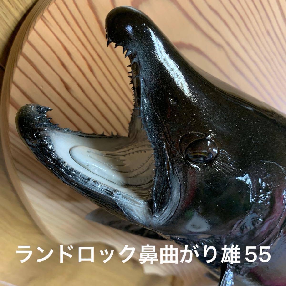 Yahoo!オークション -「サクラマス 剥製」(スポーツ、レジャー Yahoo!オークション -「サクラマス 剥製」(スポーツ、レジャー