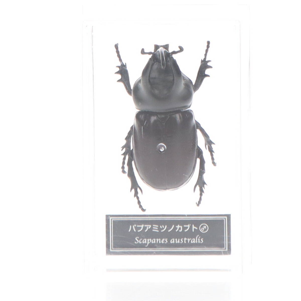 2025年最新】Yahoo!オークション -デアゴスティーニ世界の昆虫の中古品