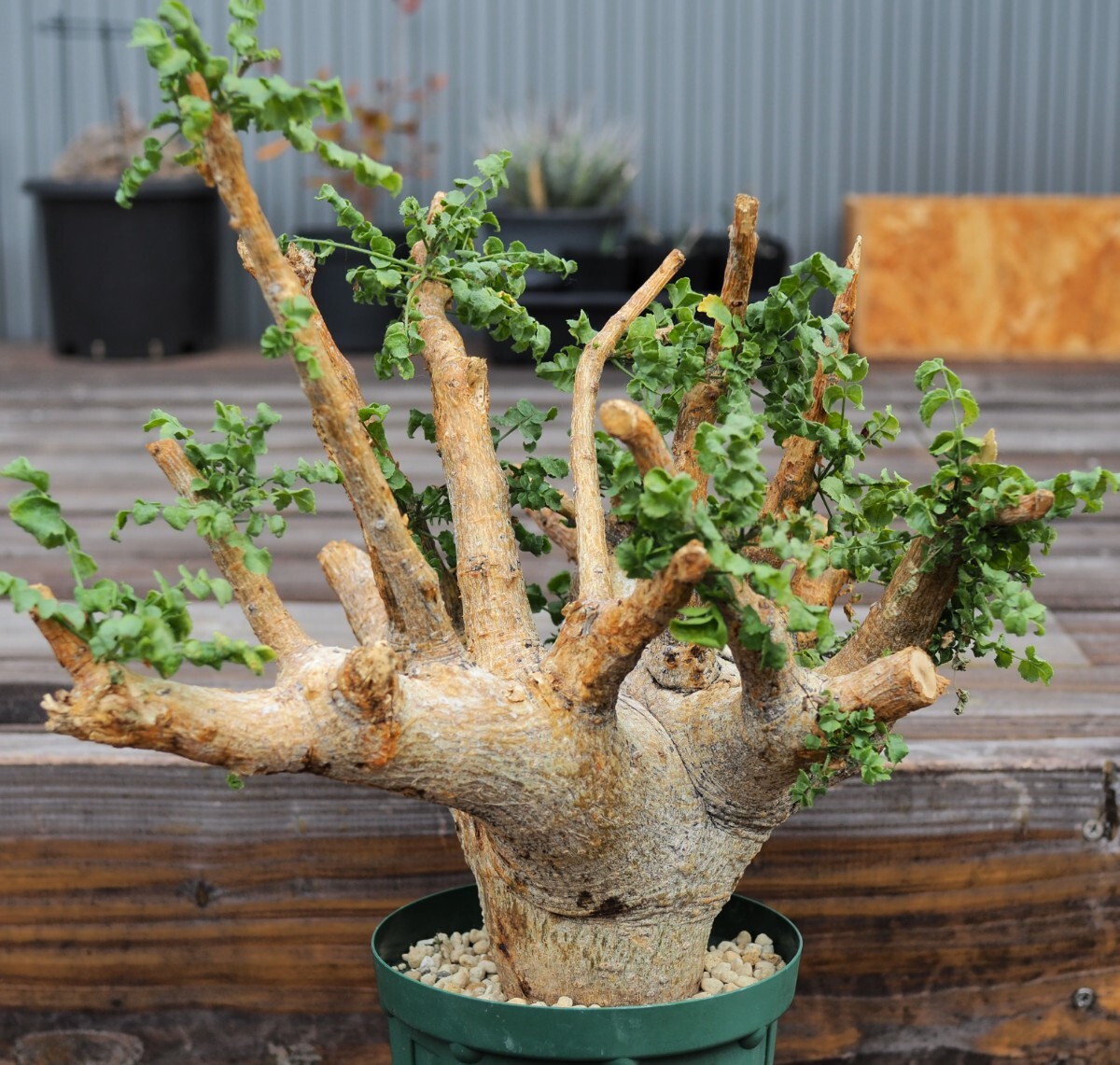 Yahoo!オークション -「コミフォラ エイル」(観葉植物) の落札 Yahoo!オークション -「コミフォラ エイル」(観葉植物) の落札