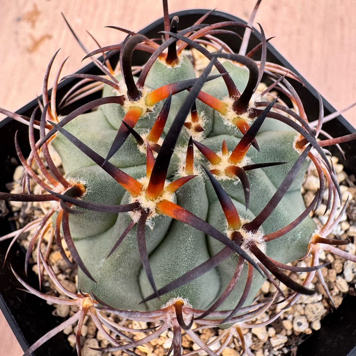 Yahoo!オークション -「:kp」(サボテン) (観葉植物)の落札相場 Yahoo!オークション -「:kp」(サボテン) (観葉植物)の落札相場