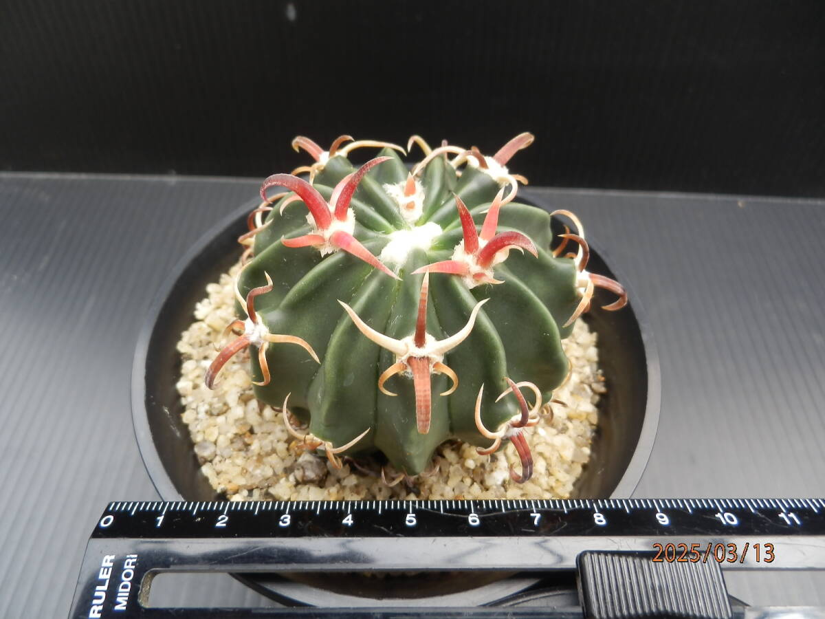 Yahoo!オークション -「綾波」(サボテン) (観葉植物)の落札相場