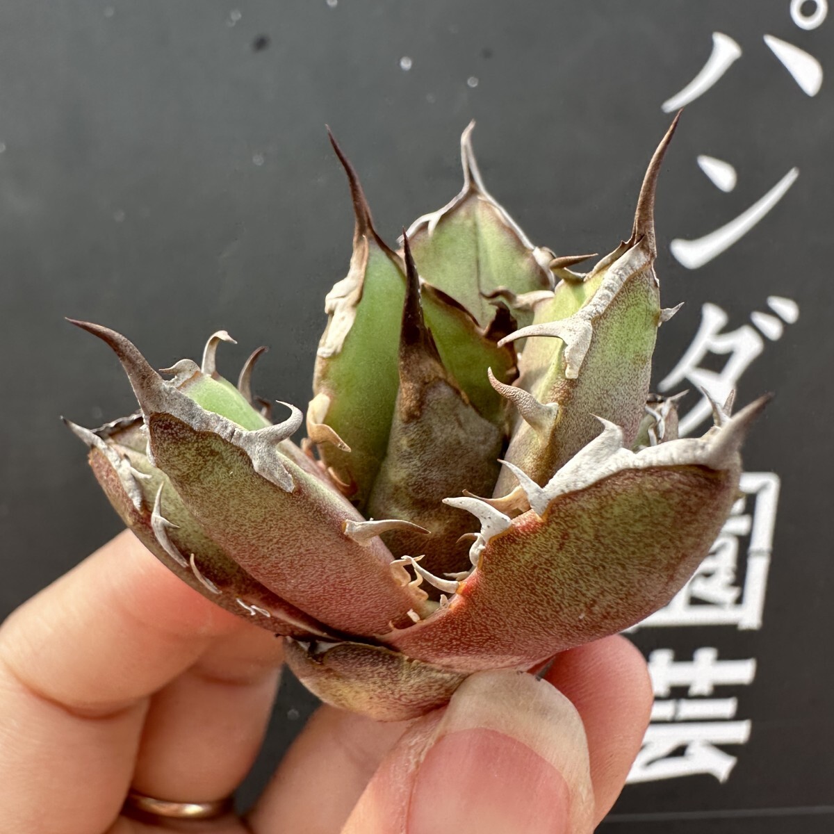Yahoo!オークション -「crazy!」(アガベ) (観葉植物)の落札相場 Yahoo!オークション -「crazy!」(アガベ) (観葉植物)の落札相場