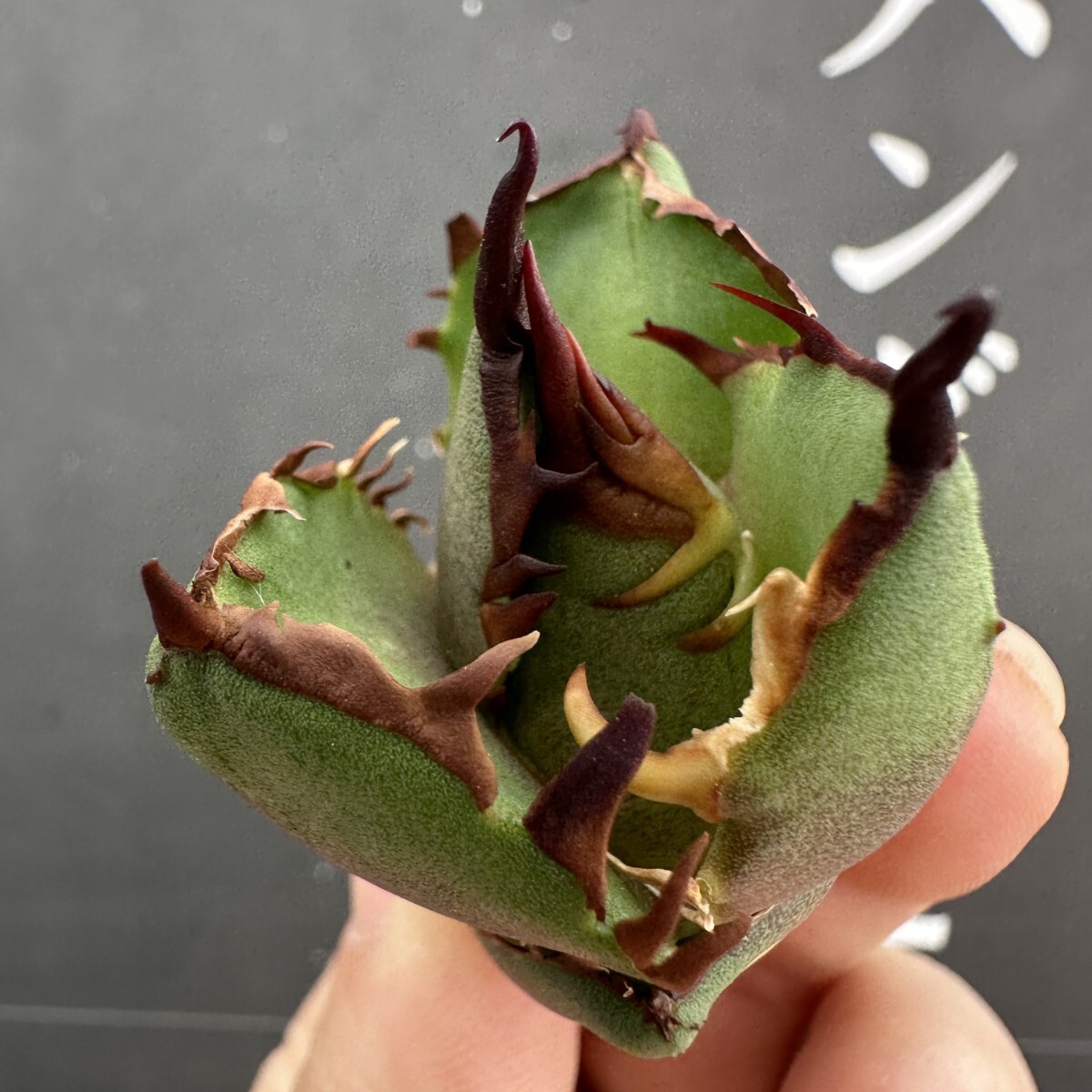 Yahoo!オークション -「crazy!」(アガベ) (観葉植物)の落札相場 Yahoo!オークション -「crazy!」(アガベ) (観葉植物)の落札相場