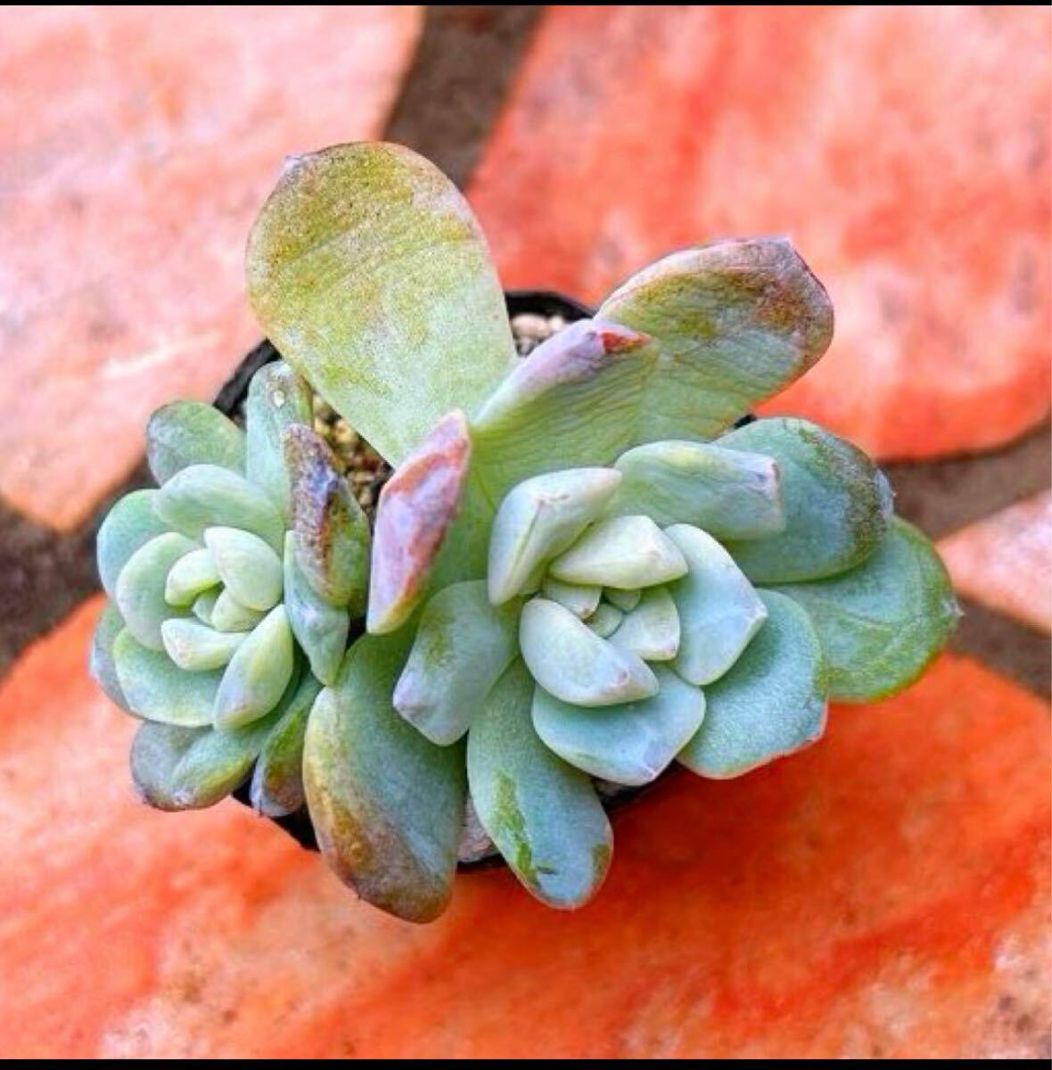2025年最新】Yahoo!オークション -多肉植物おらいさん苗の中古品