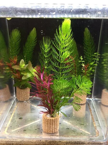 置くだけ簡単レイアウト! 水草3種植え 2個セット 吸着系多孔質ろ材ライフマルチ付き②