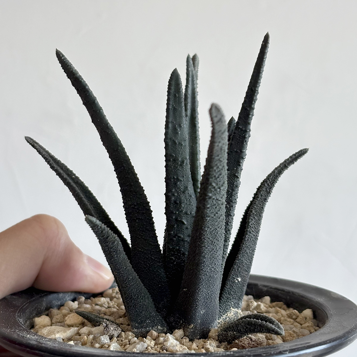 Yahoo!オークション -「haworthia sordida」の落札相場・落札価格 Yahoo!オークション -「haworthia sordida」の落札相場・落札価格