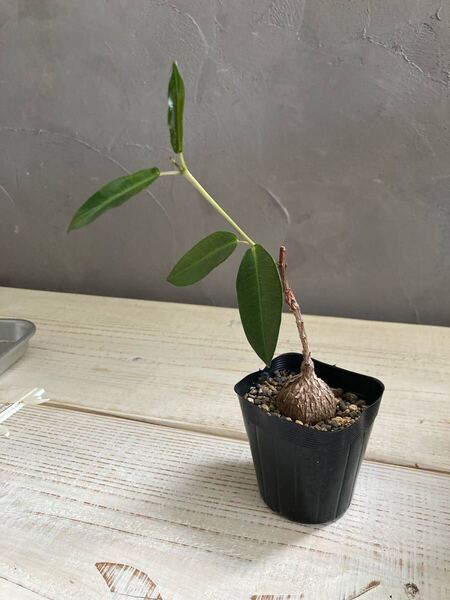 多肉植物 ペトペンチア ナタレンシス 塊根種 つる性 ガガイモ科 酒パック発送