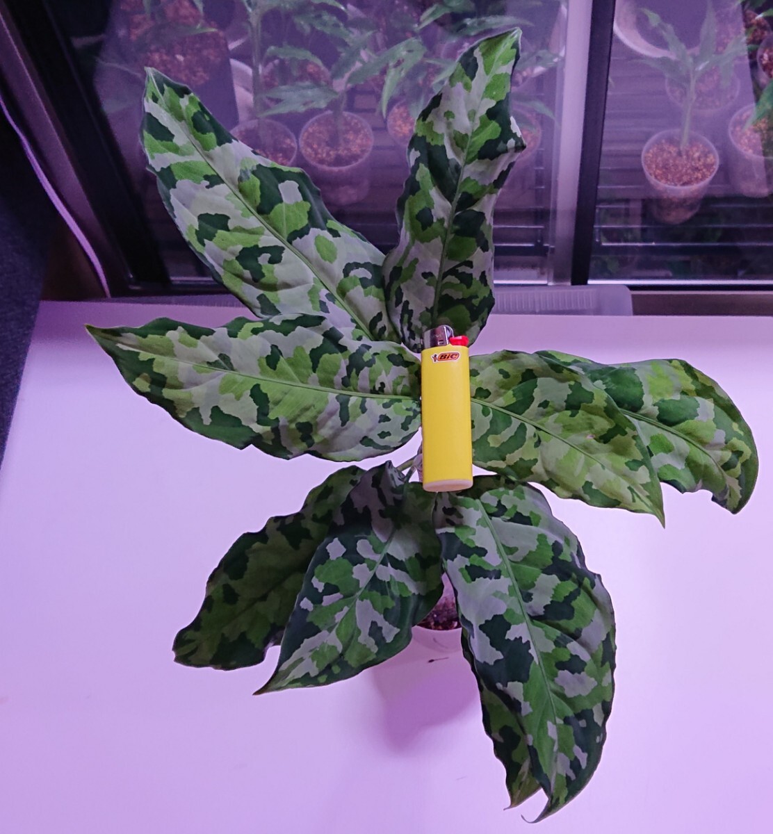 Yahoo!オークション -「アグラオネマアンダマン」(観葉植物) の Yahoo!オークション -「アグラオネマアンダマン」(観葉植物) の