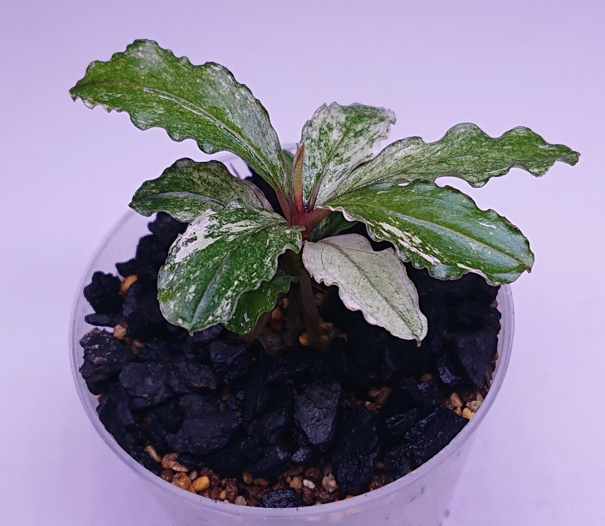 Yahoo!オークション -「ブセファランドラ」(観葉植物) の落札 Yahoo!オークション -「ブセファランドラ」(観葉植物) の落札