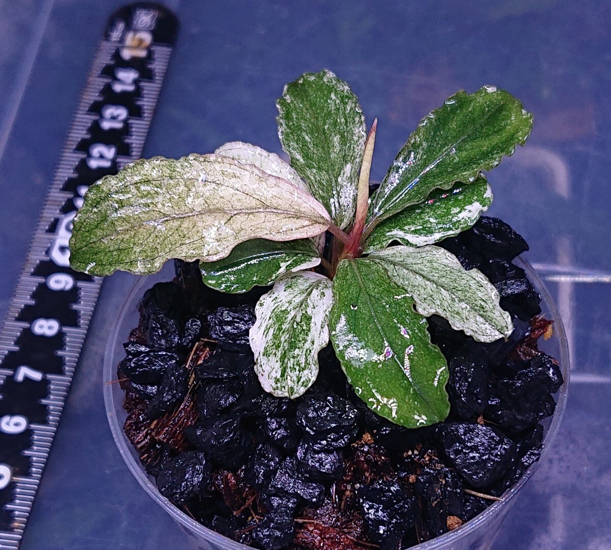 Yahoo!オークション -「ブセファランドラ」(観葉植物) の落札 Yahoo!オークション -「ブセファランドラ」(観葉植物) の落札