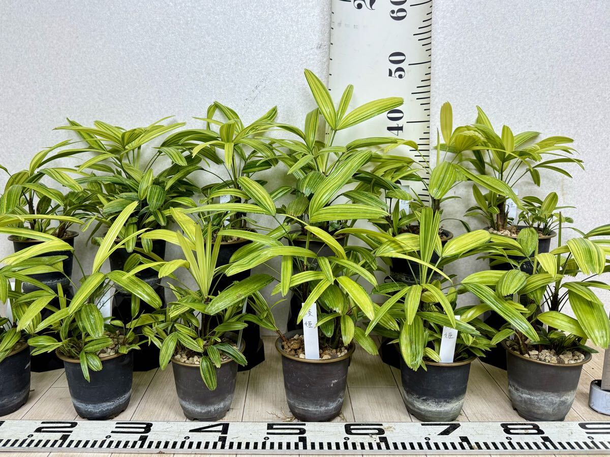Yahoo!オークション -「観音竹」(観葉植物) の落札相場・落札価格 Yahoo!オークション -「観音竹」(観葉植物) の落札相場・落札価格