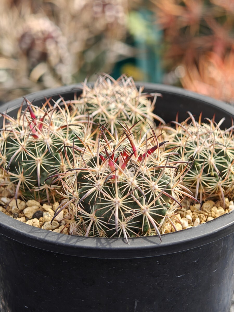 Yahoo!オークション -「虎」(サボテン) (観葉植物)の落札相場