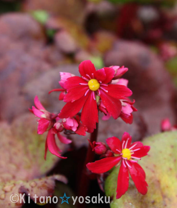 Goods Online Store Yahoo Directory auction > flower Goods Online Store Yahoo Directory auction > flower
