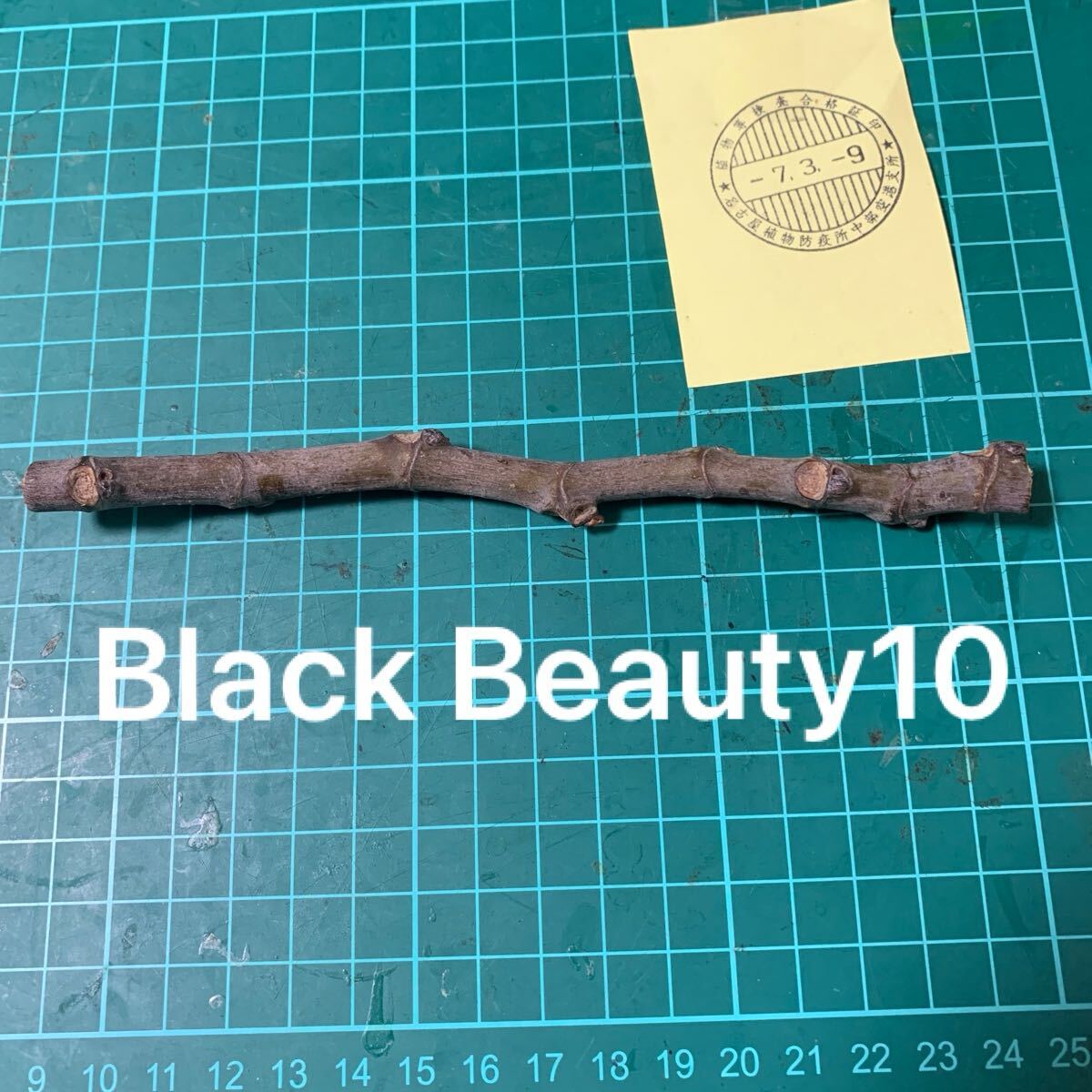 Yahoo!オークション -「black beauty」(花、園芸) の落札相場 Yahoo!オークション -「black beauty」(花、園芸) の落札相場