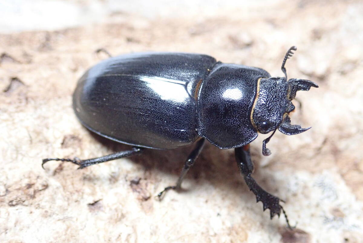 標本　奄美ミヤマ3♂ Yahoo!オークション -「アマミミヤマクワガタ」の落札相場・落札価格