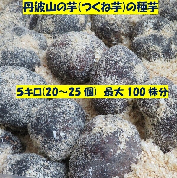 栽培シーズン到来!種芋 大玉 5キロ (10~15個) 100株分 丹波山の芋 タネイモ つくね芋 家庭菜園 食用OK 全国送料無料