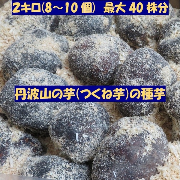 栽培シーズン到来! 種芋 大玉 2キロ (4~6個) 40株分 丹波山の芋 タネイモ つくね芋 家庭菜園 食用OK 全国送料無料