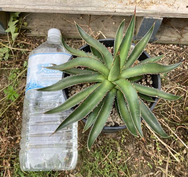 アガベ ペダンカリフェラ Agave pedunculiferaアテナータの近縁種 Agave 多肉植物 鉢ごと送ります。同一品種でサイズ違いあります。