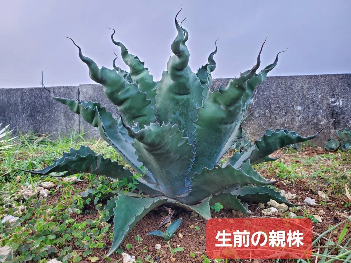 Yahoo!オークション -「ローガン」(アガベ) (観葉植物)の落札 Yahoo!オークション -「ローガン」(アガベ) (観葉植物)の落札