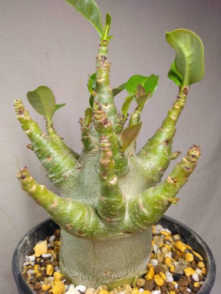 送料込【ドワーフ多頭】アデニウム ドワーフ adenium dwarf arabicum セラアート4号ロングごとおてがる宅急便発送 BH087