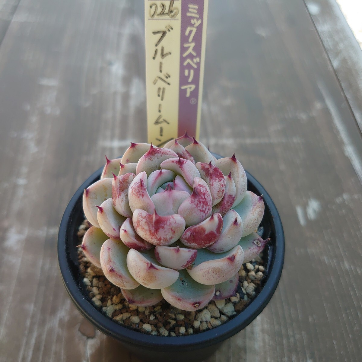 Yahoo!オークション -「ブルー ムーン ブルー」(花、園芸) の Yahoo!オークション -「ブルー ムーン ブルー」(花、園芸) の