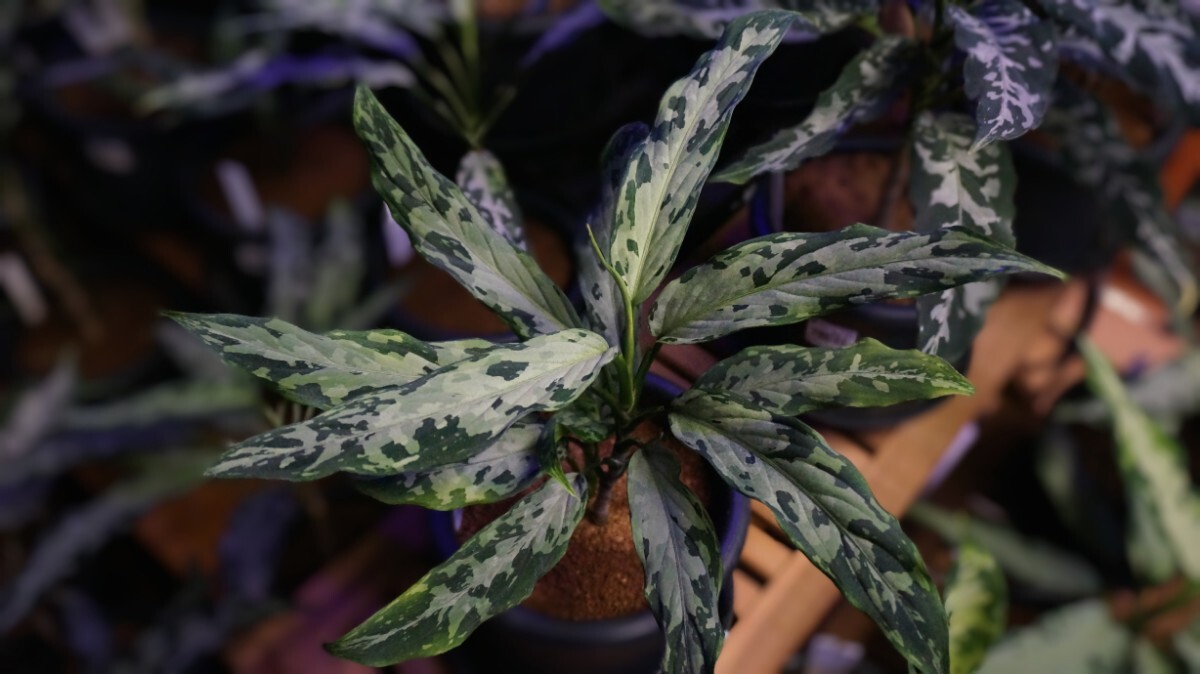 aglaonema_tricolor_picta.jpg